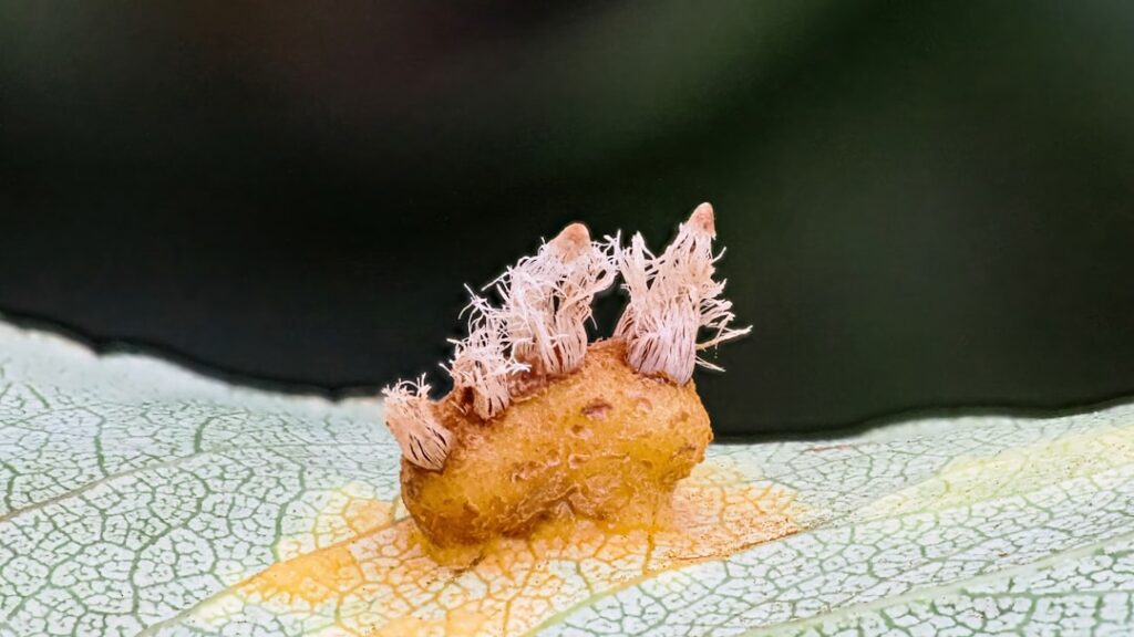 Photo Biryani saffraan kruiden